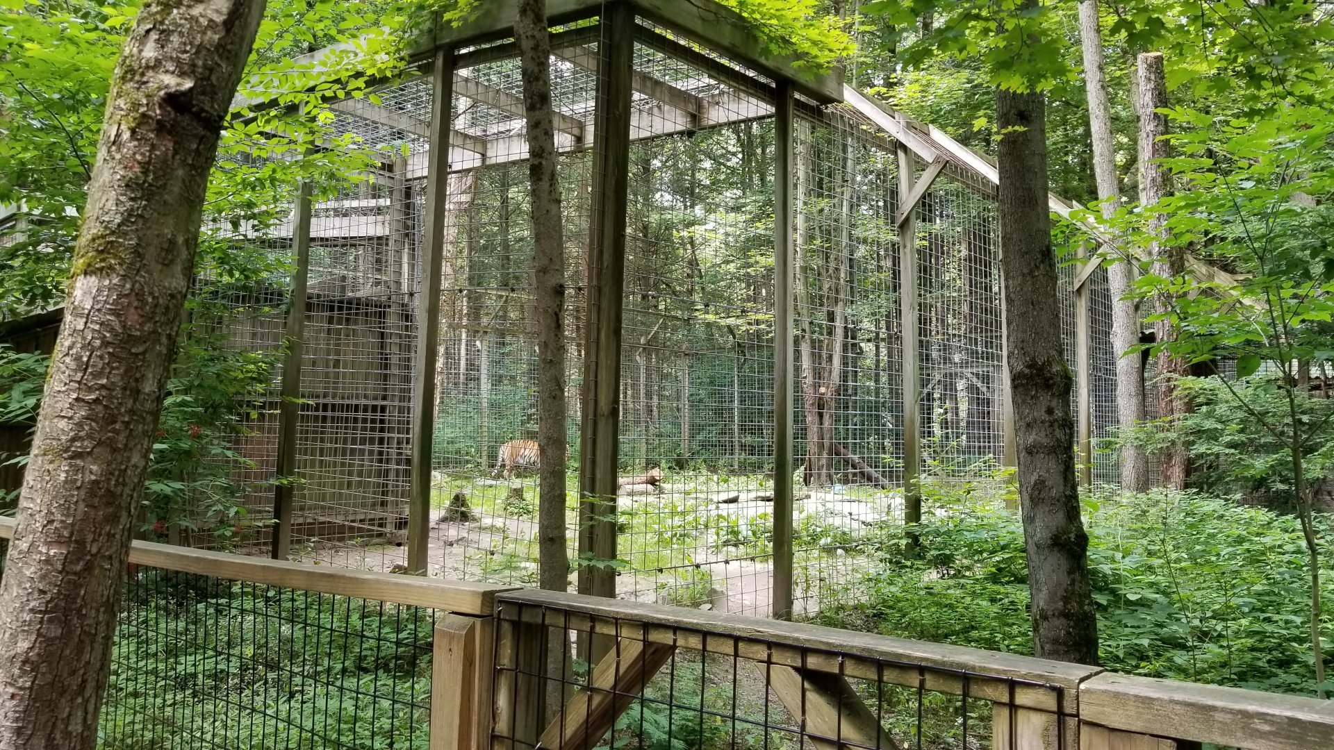 Claws N Paws - Tiger from right