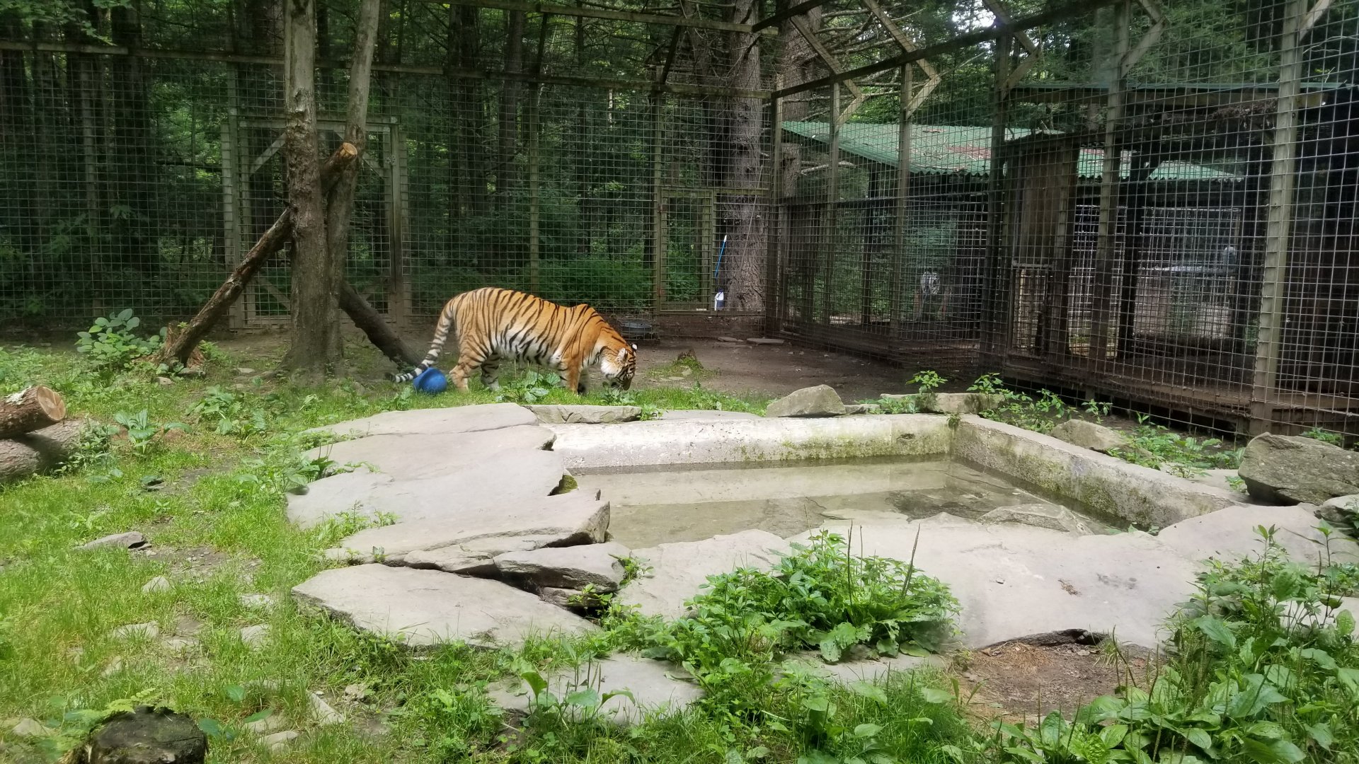 Claws N Paws - Tiger