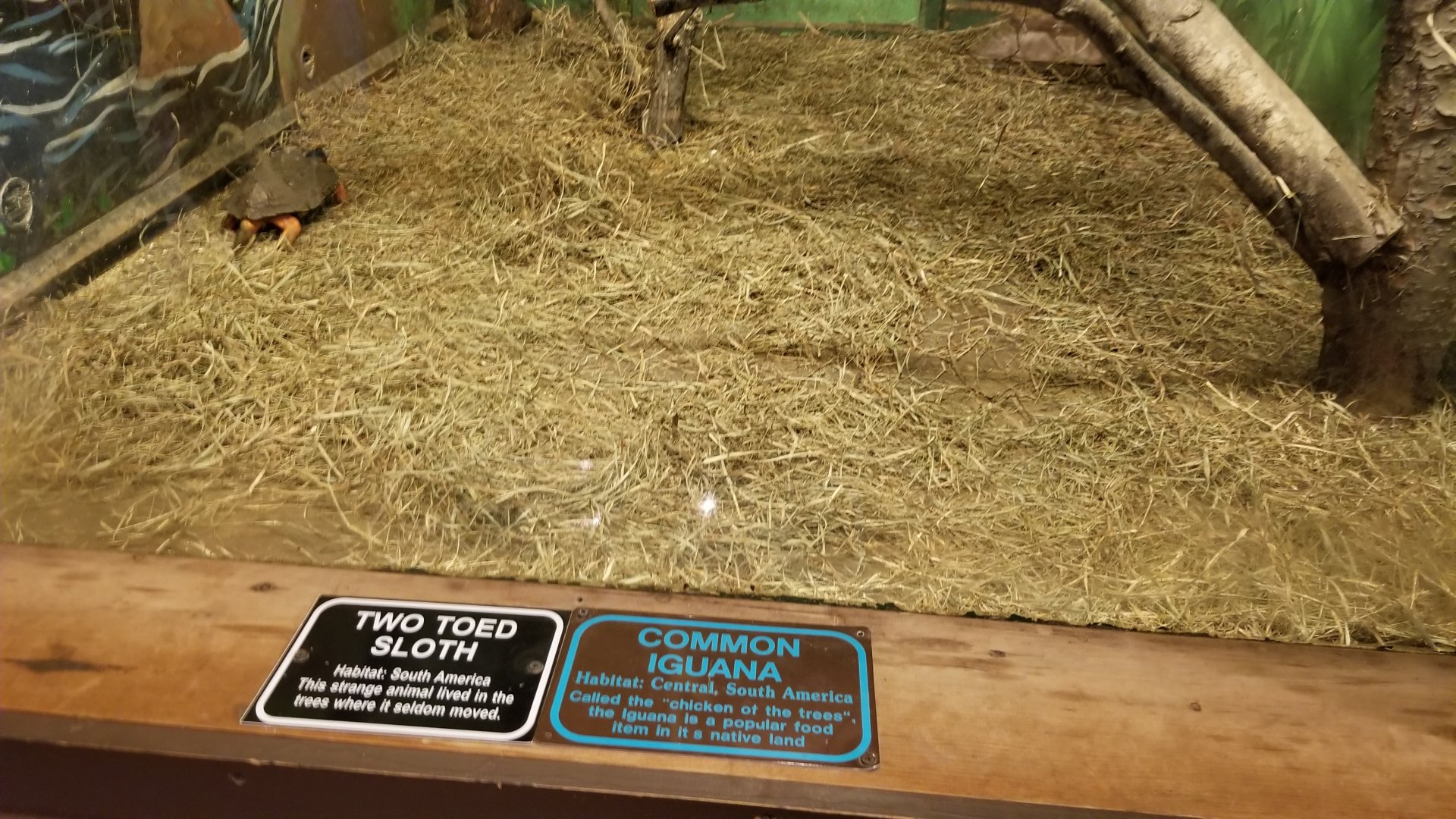 Claws N Paws - tortoise ID?