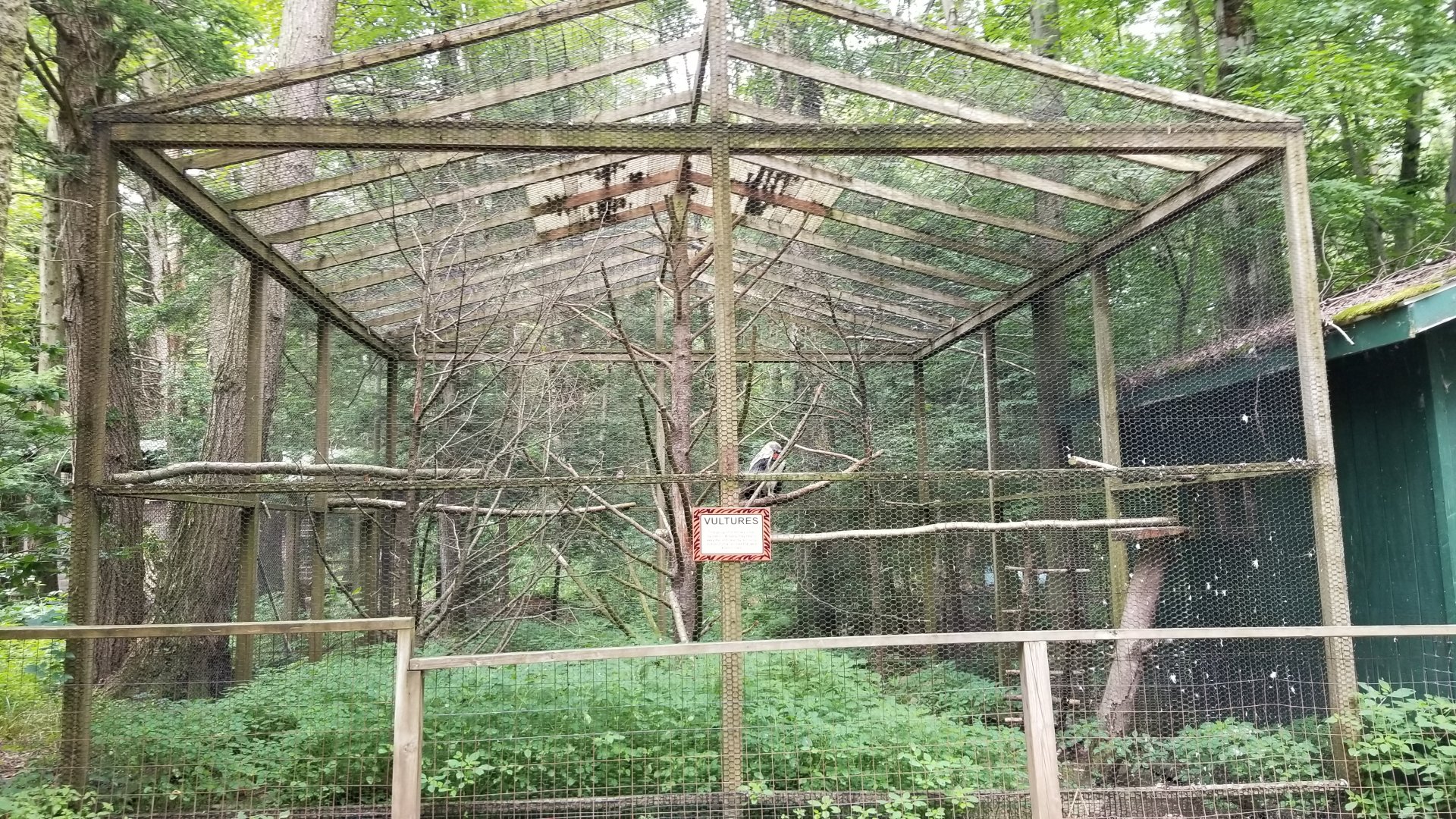 Claws N Paws - "Vultures" (male King)