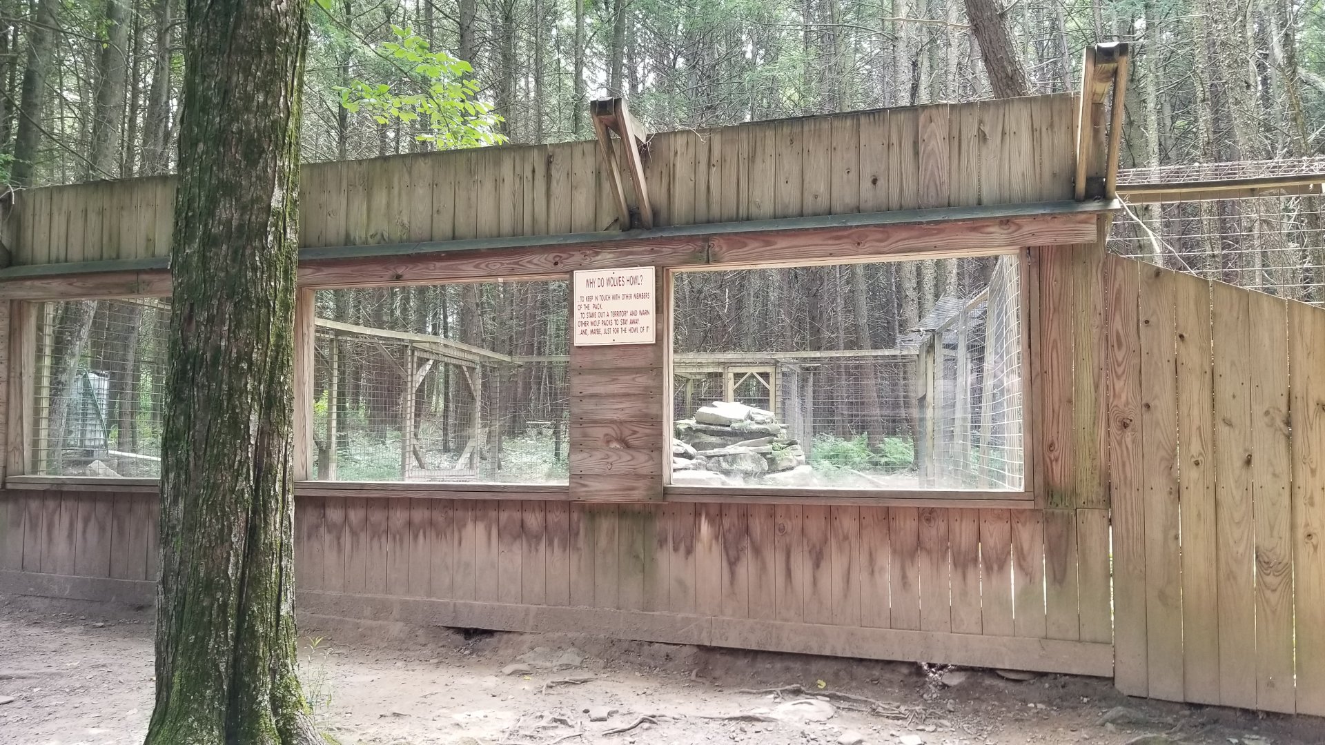 Claws N Paws - Wolf glass viewing