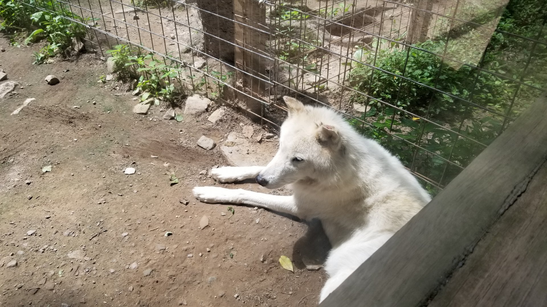 Claws N Paws - Wolf with damaged ear