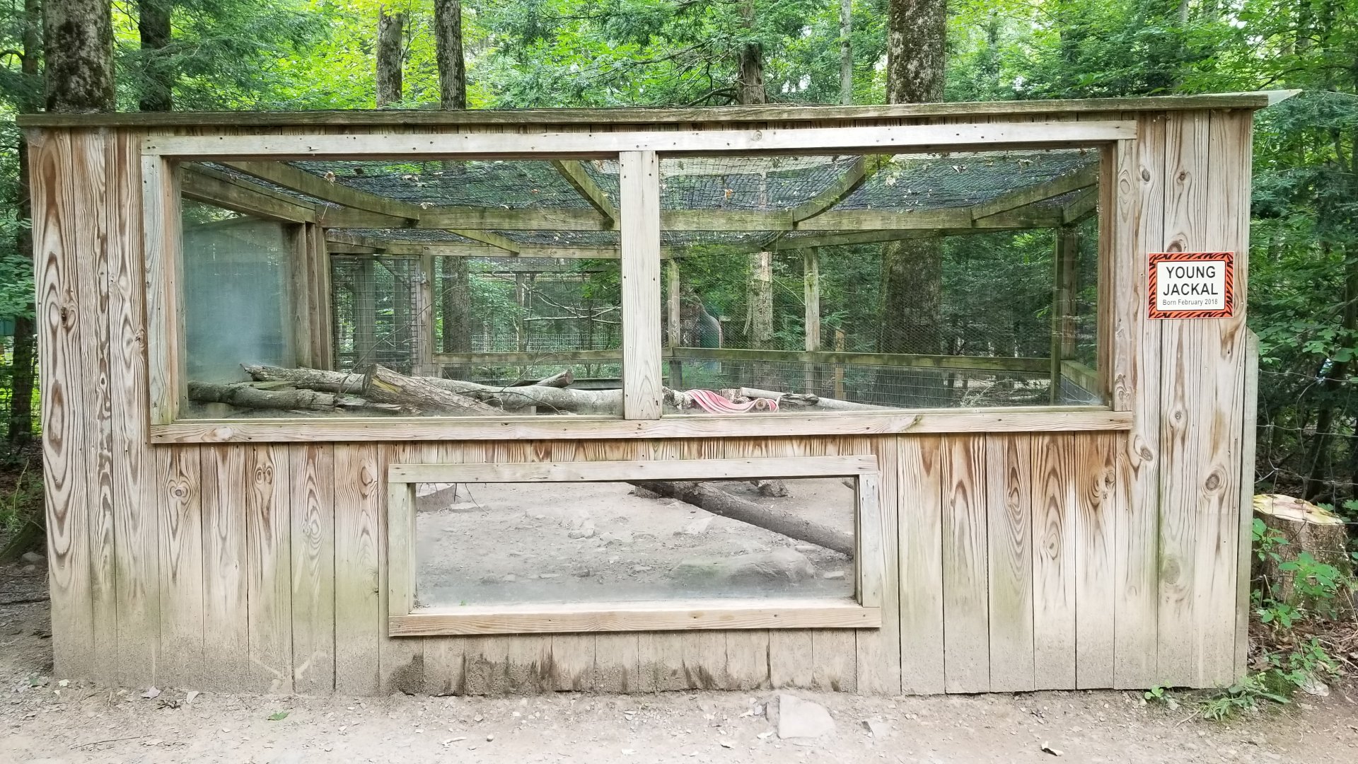 Claws N Paws - Young Jackal exhibit