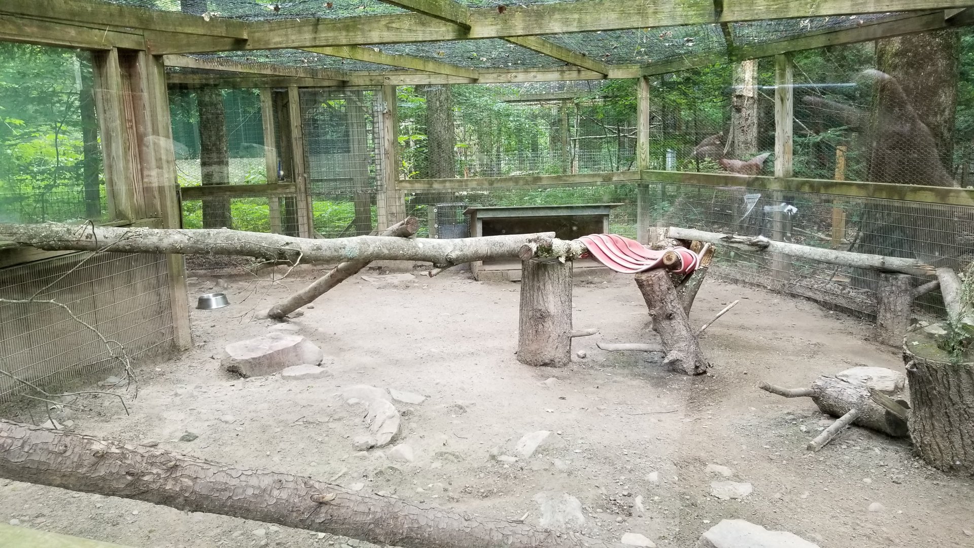 Claws N Paws - Young Jackal exhibit