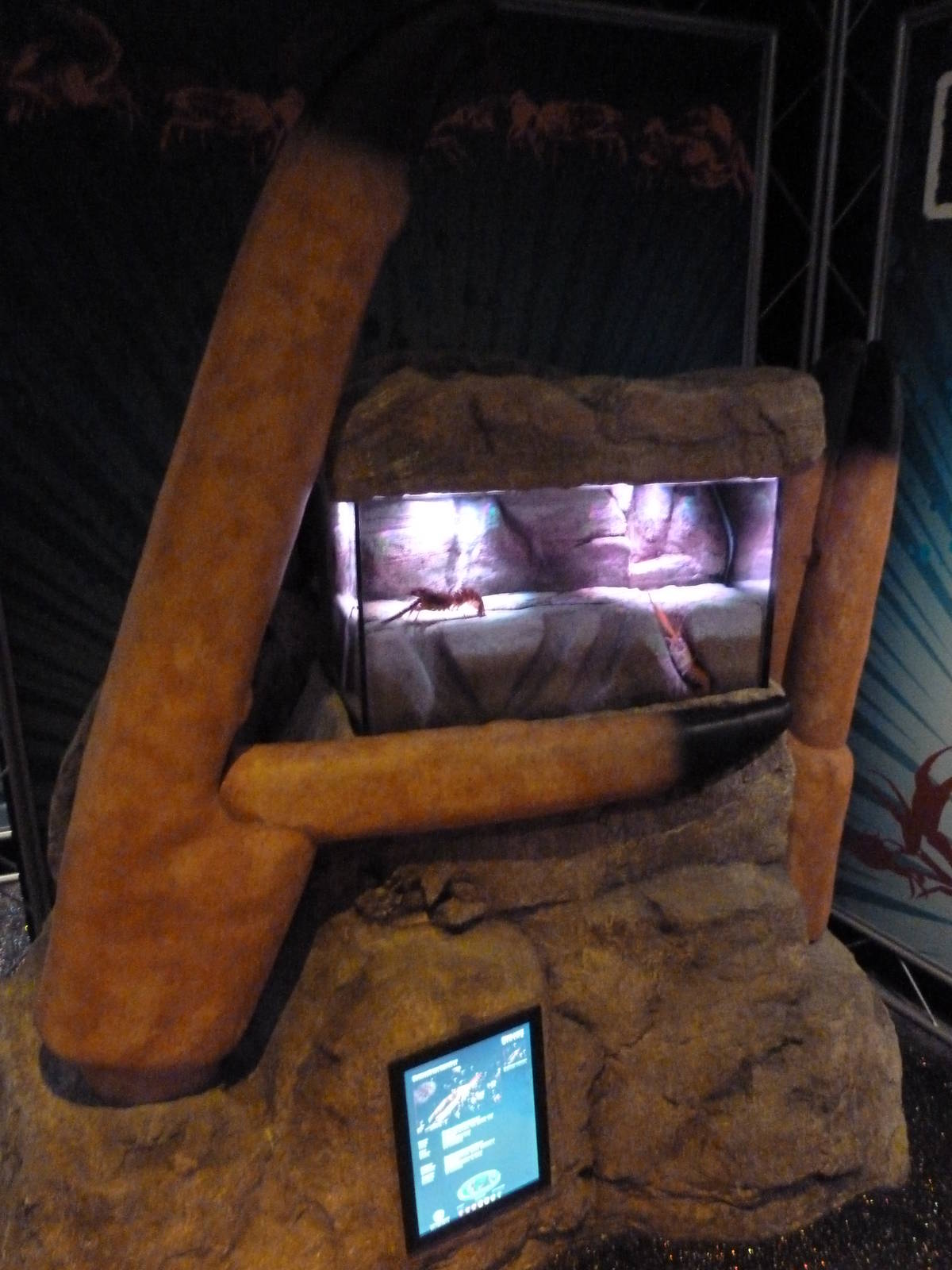 Claws - Nephrops Lobster Exhibit