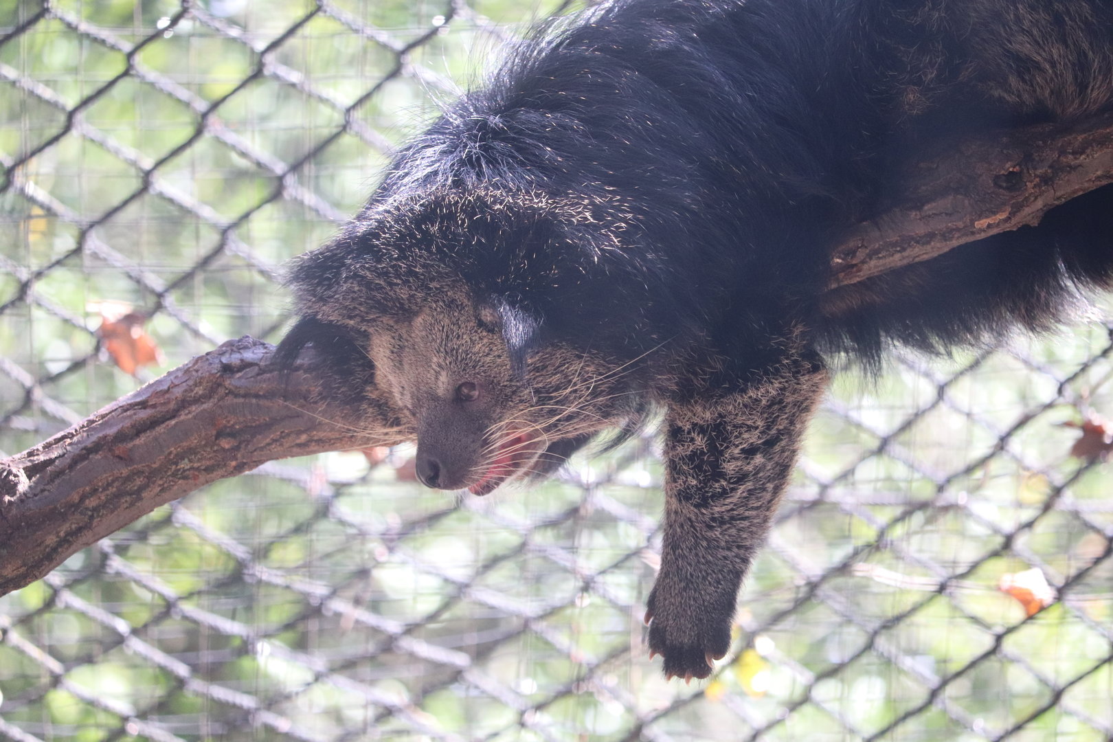 Claws & Paws Pathway - Binturong - Lola