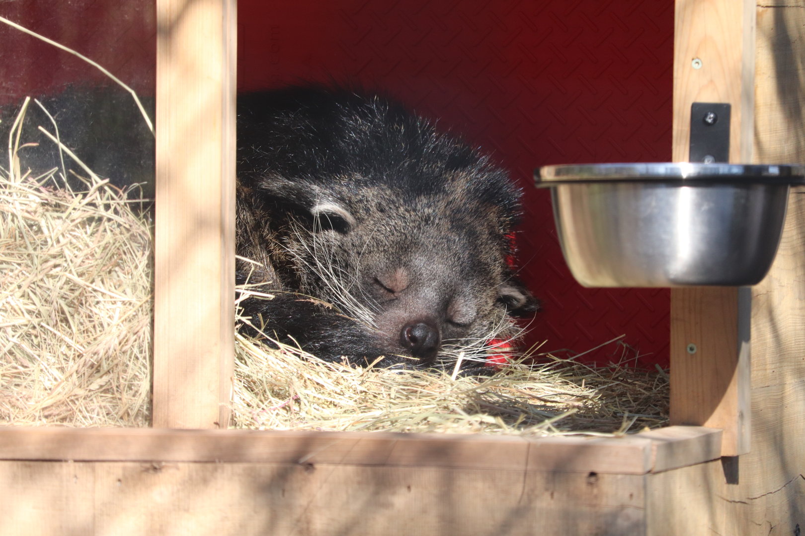 Claws & Paws Pathway - Binturong