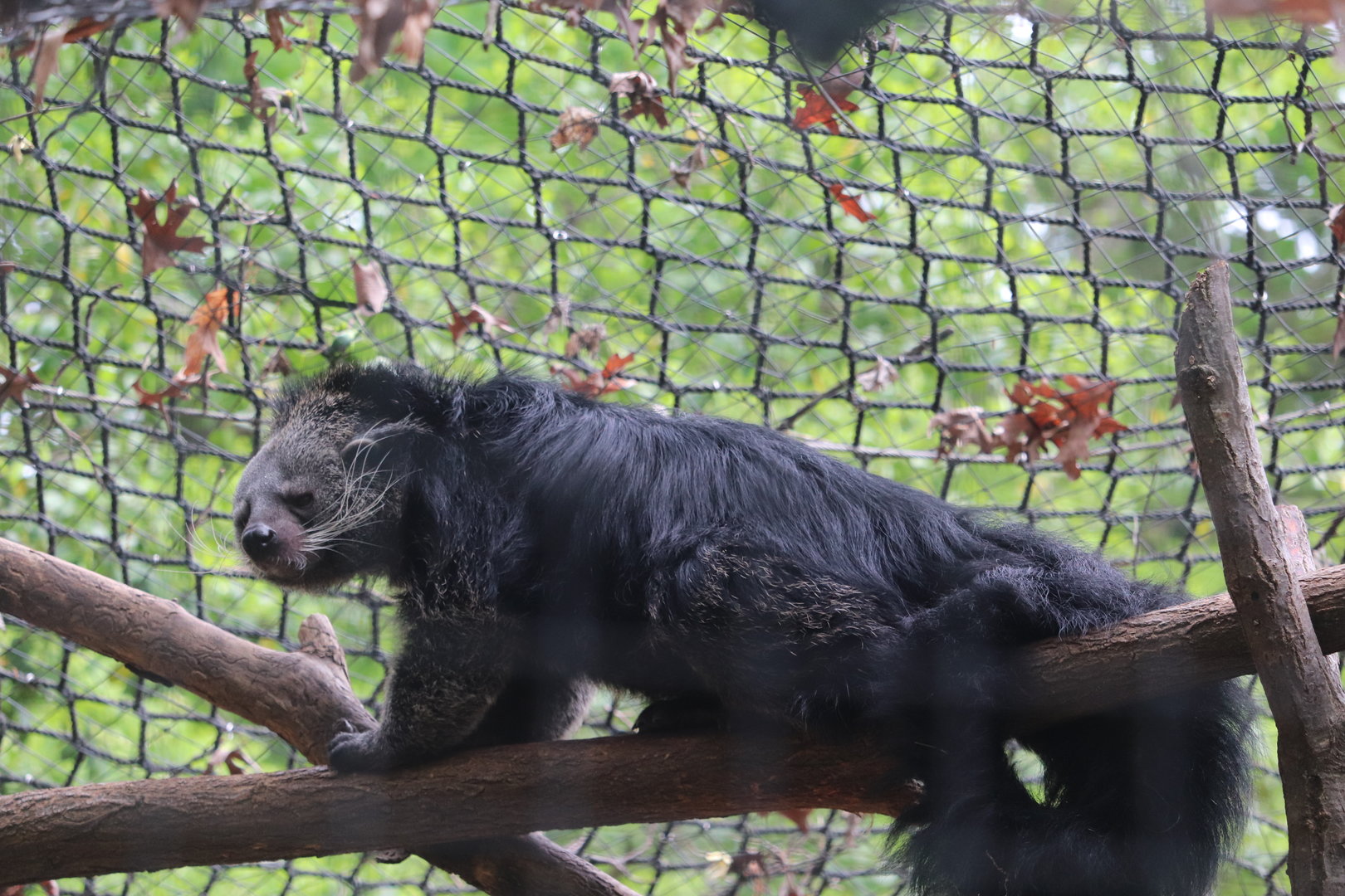 Claws & Paws Pathway - Binturong