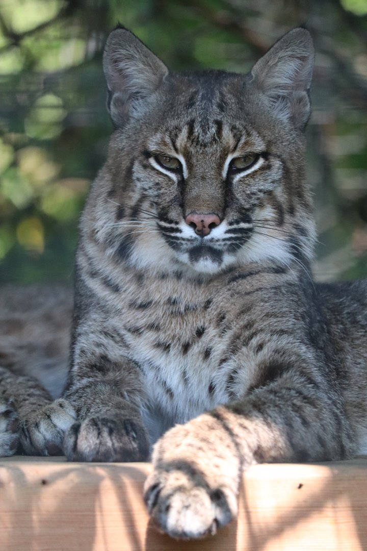 Claws & Paws Pathway - Bobcat