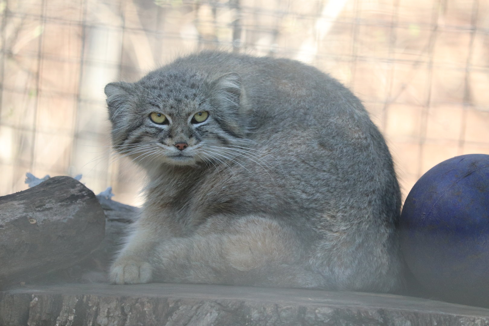 Claws & Paws Pathway - Pallas Cat