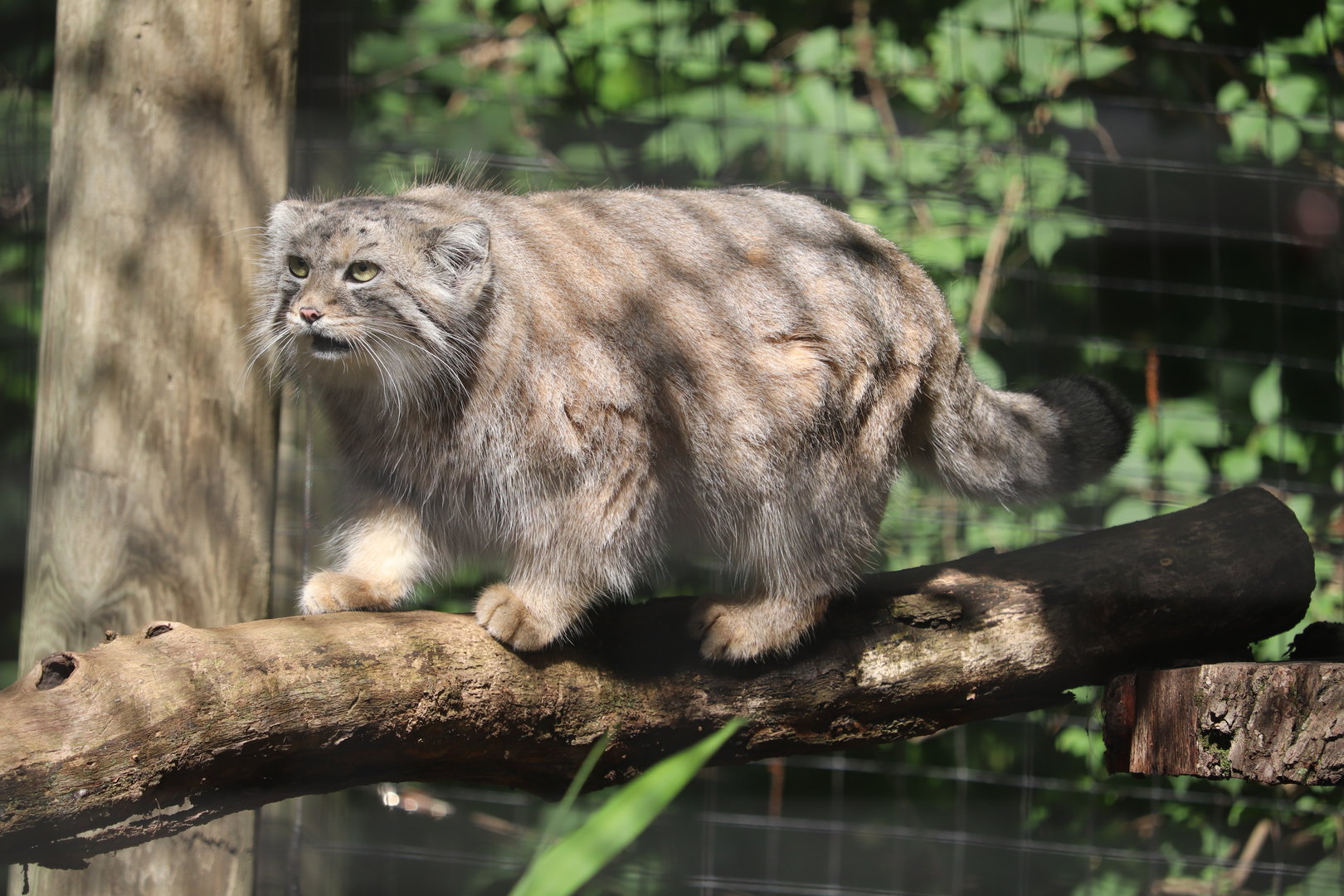 Claws & Paws Pathway - Pallas Cat