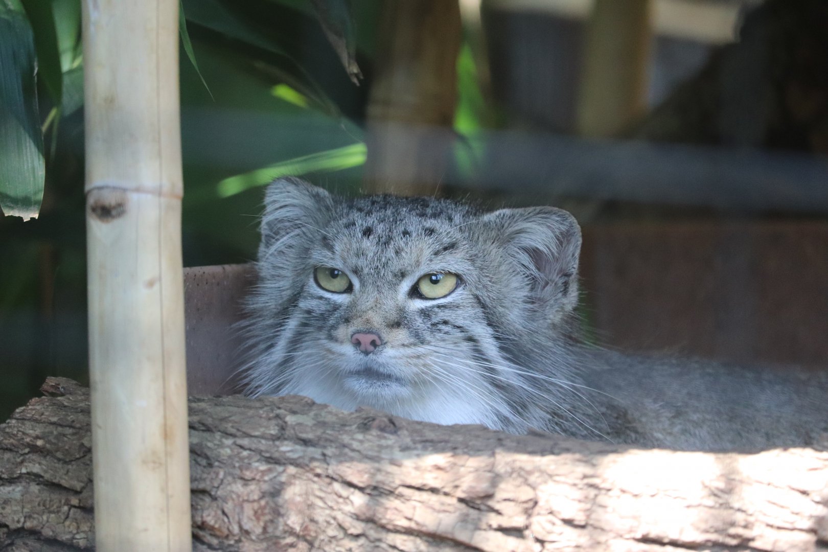 Claws & Paws Pathway - Pallas's Cat