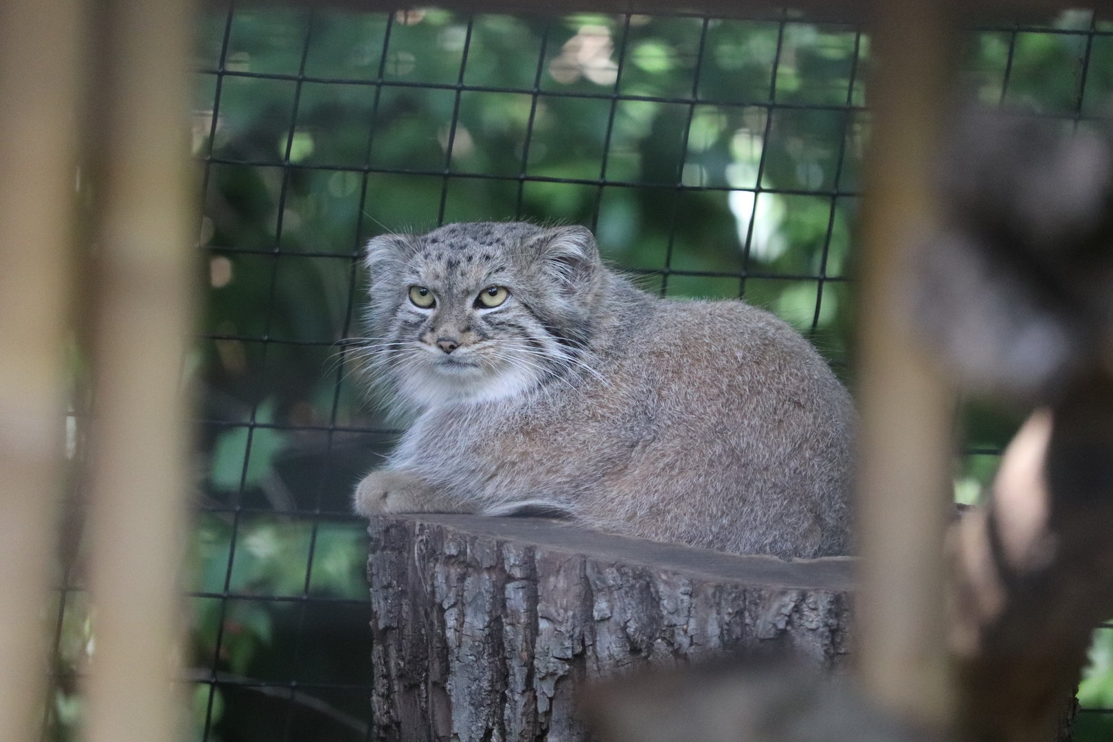Claws & Paws Pathway - Pallas's Cat