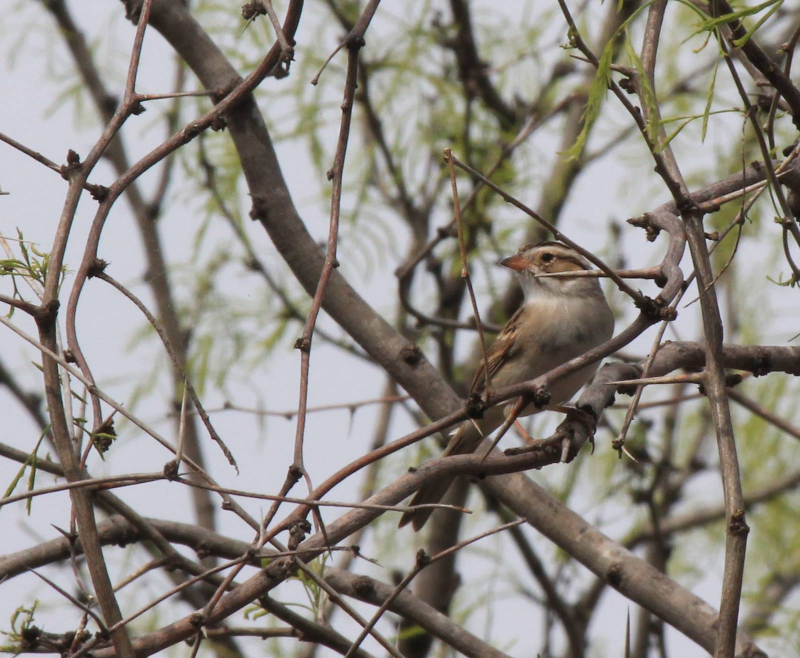 Clay-Colored Sparrow