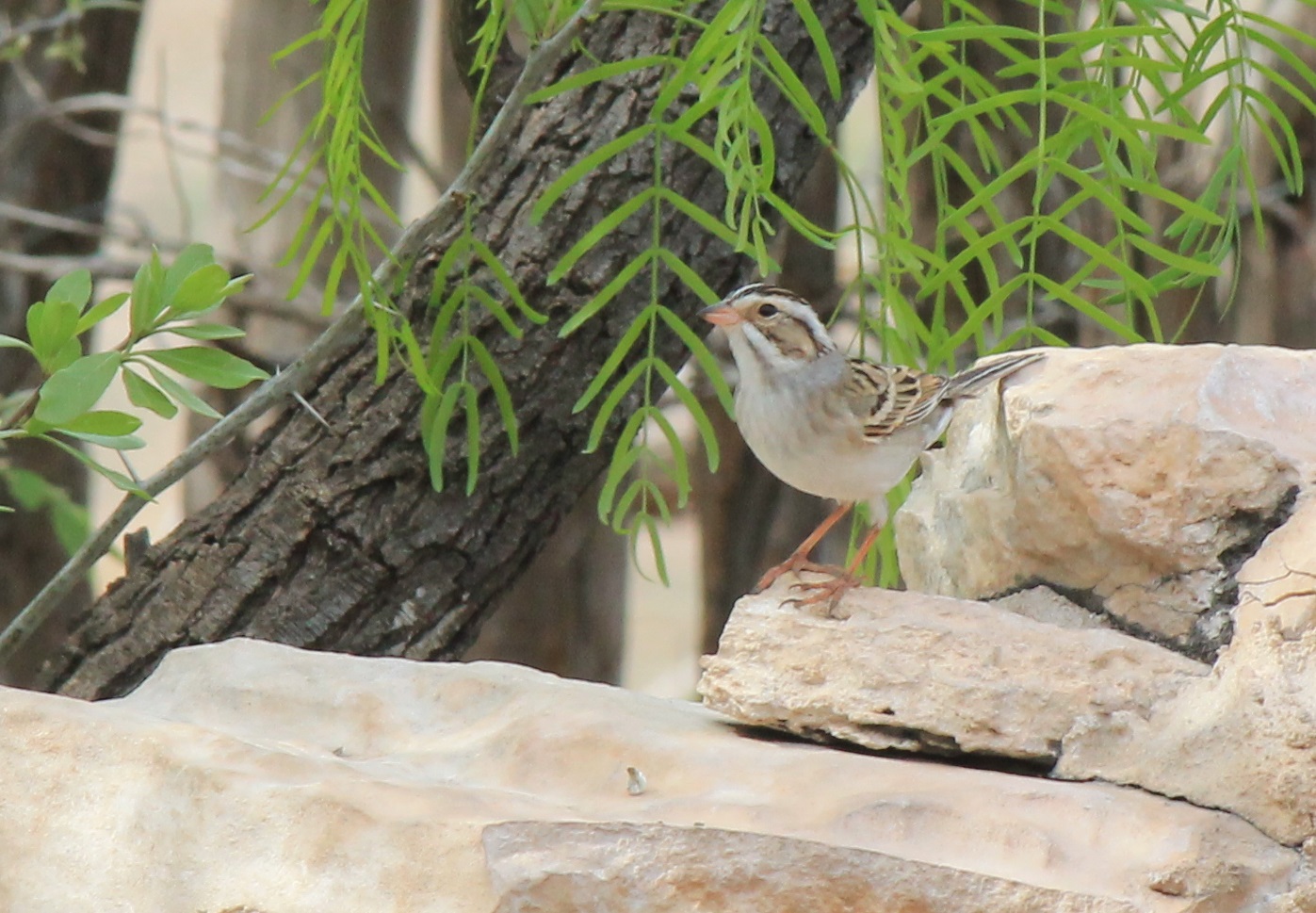 Clay-Colored Sparrow