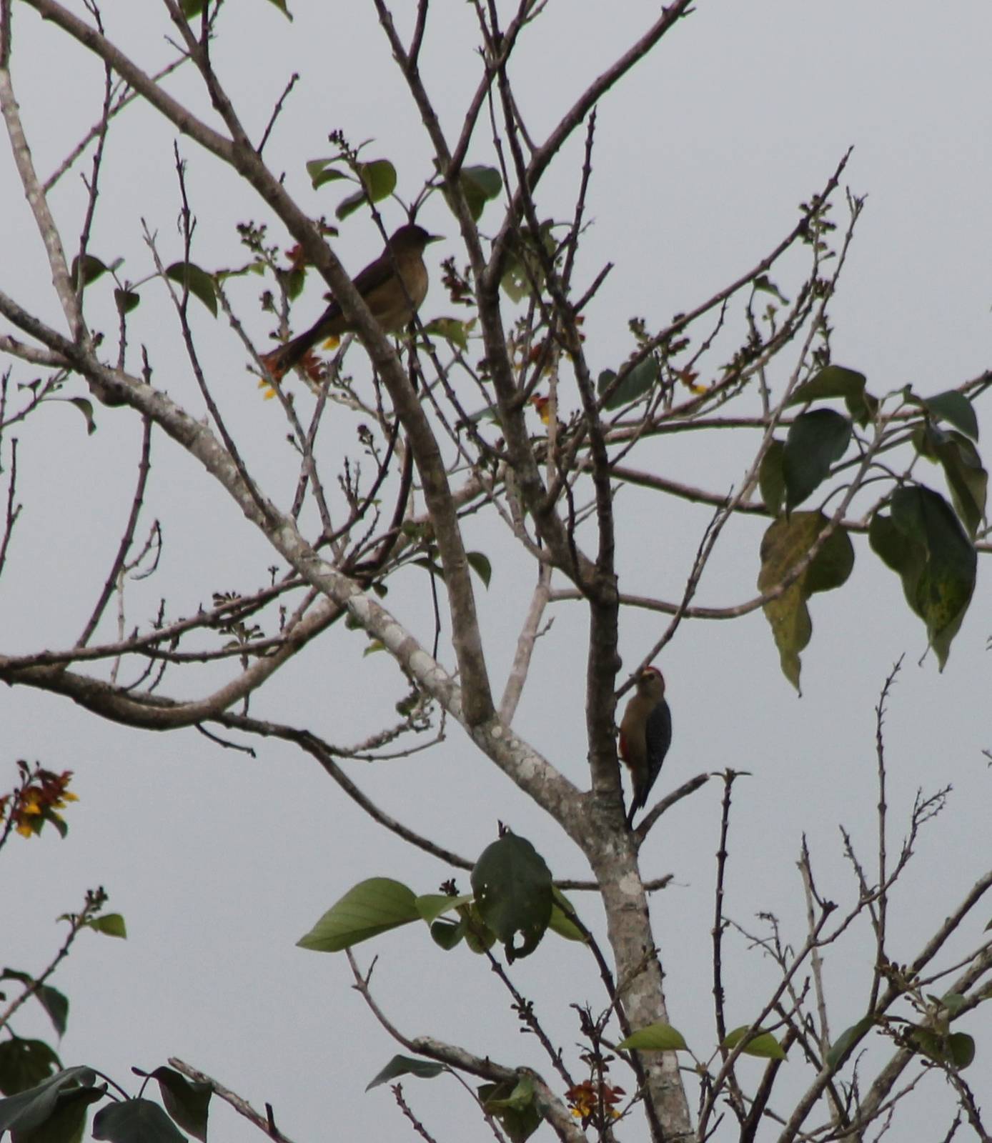 clay-colored thrush and Velasquez's woodpecker