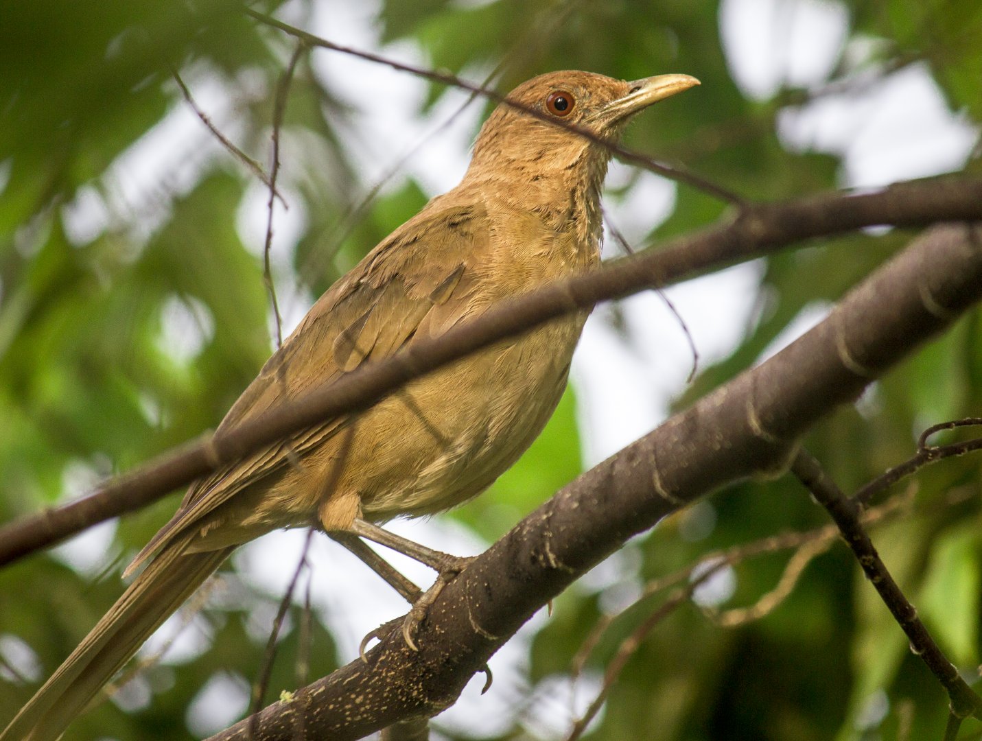 Clay-colored thrush, Turdus grayi