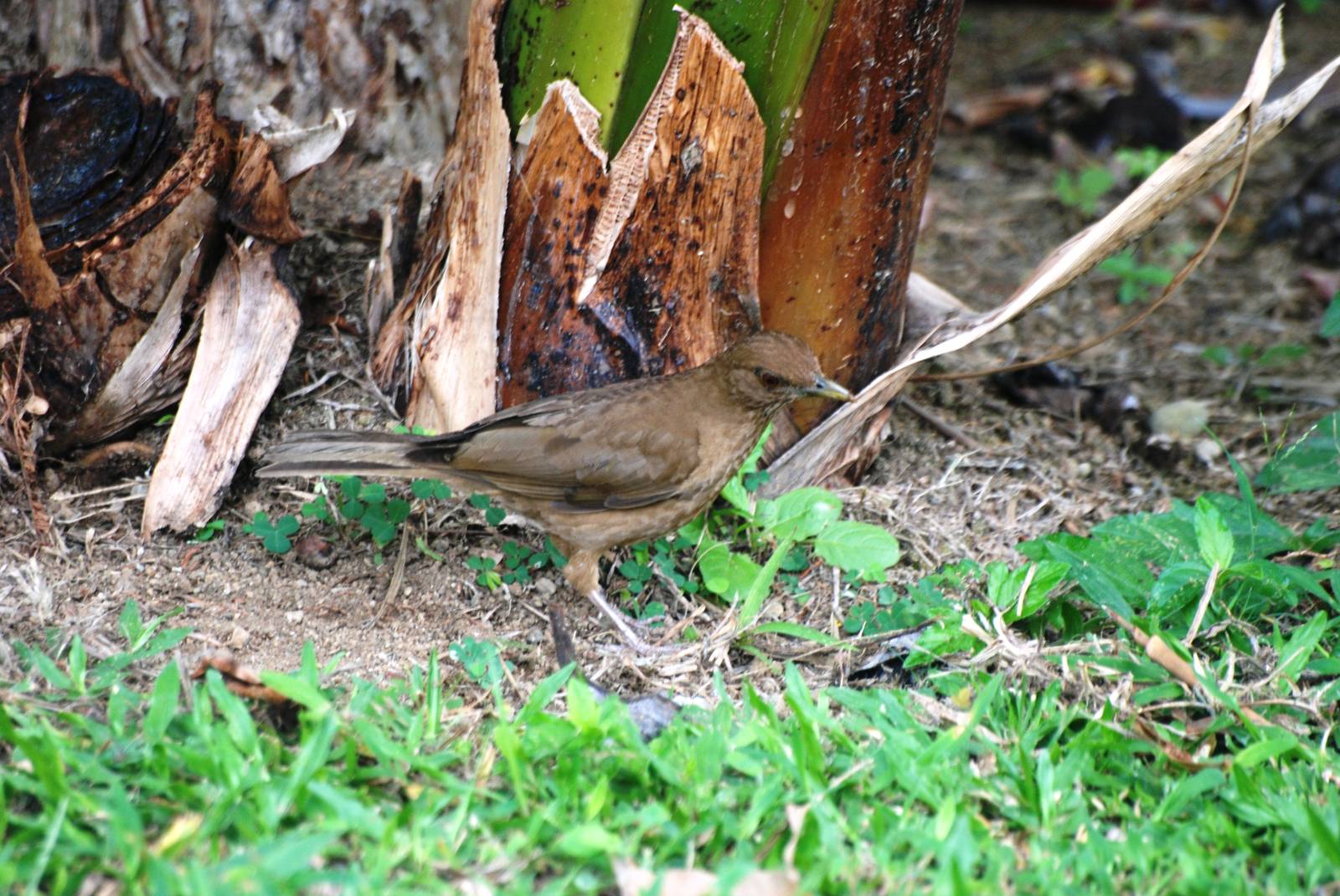 Clay-coloured Robin in La Fortuna, 17/04/14