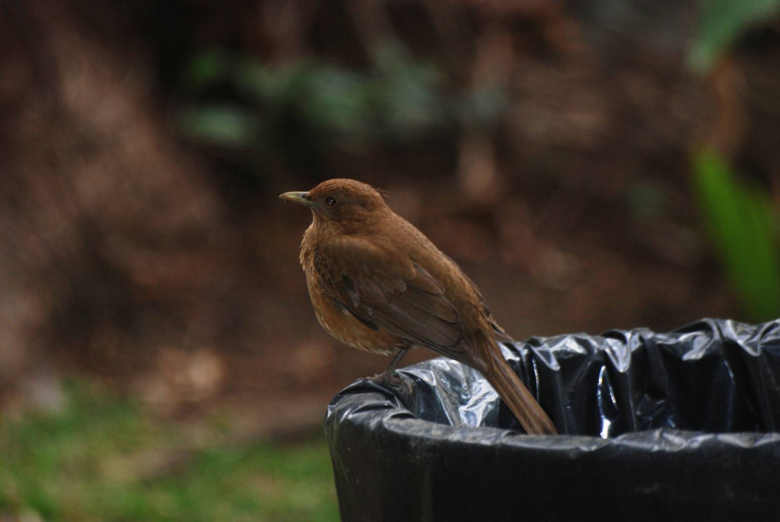 Clay-coloured Robin in San Jose, 12/04/14
