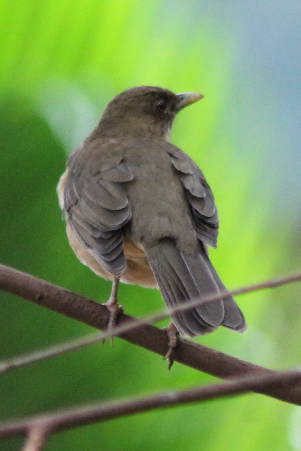 Clay-coloured thrush
