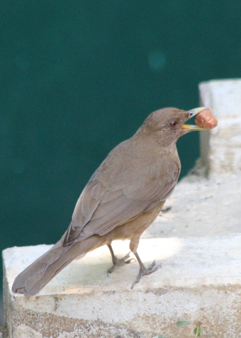 Clay-coloured Thrush