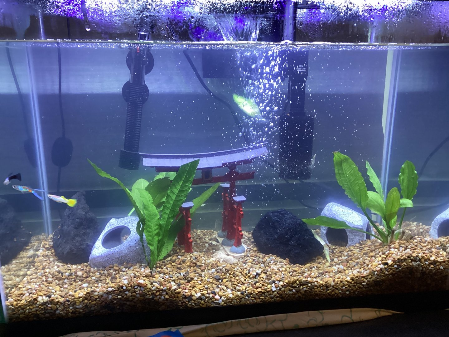 Cleaned Aquarium with Guppies and Dwarf Frogs