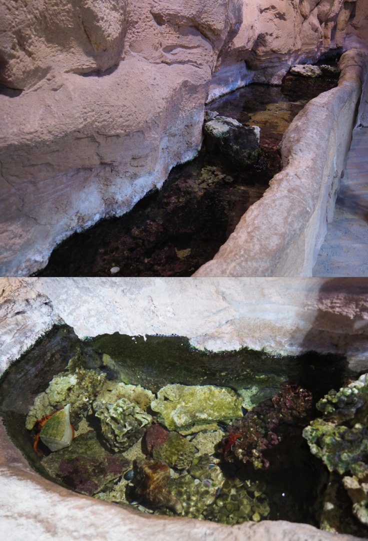 Cleaner shrimp and Hermit crab rock pool, 2020-09-03