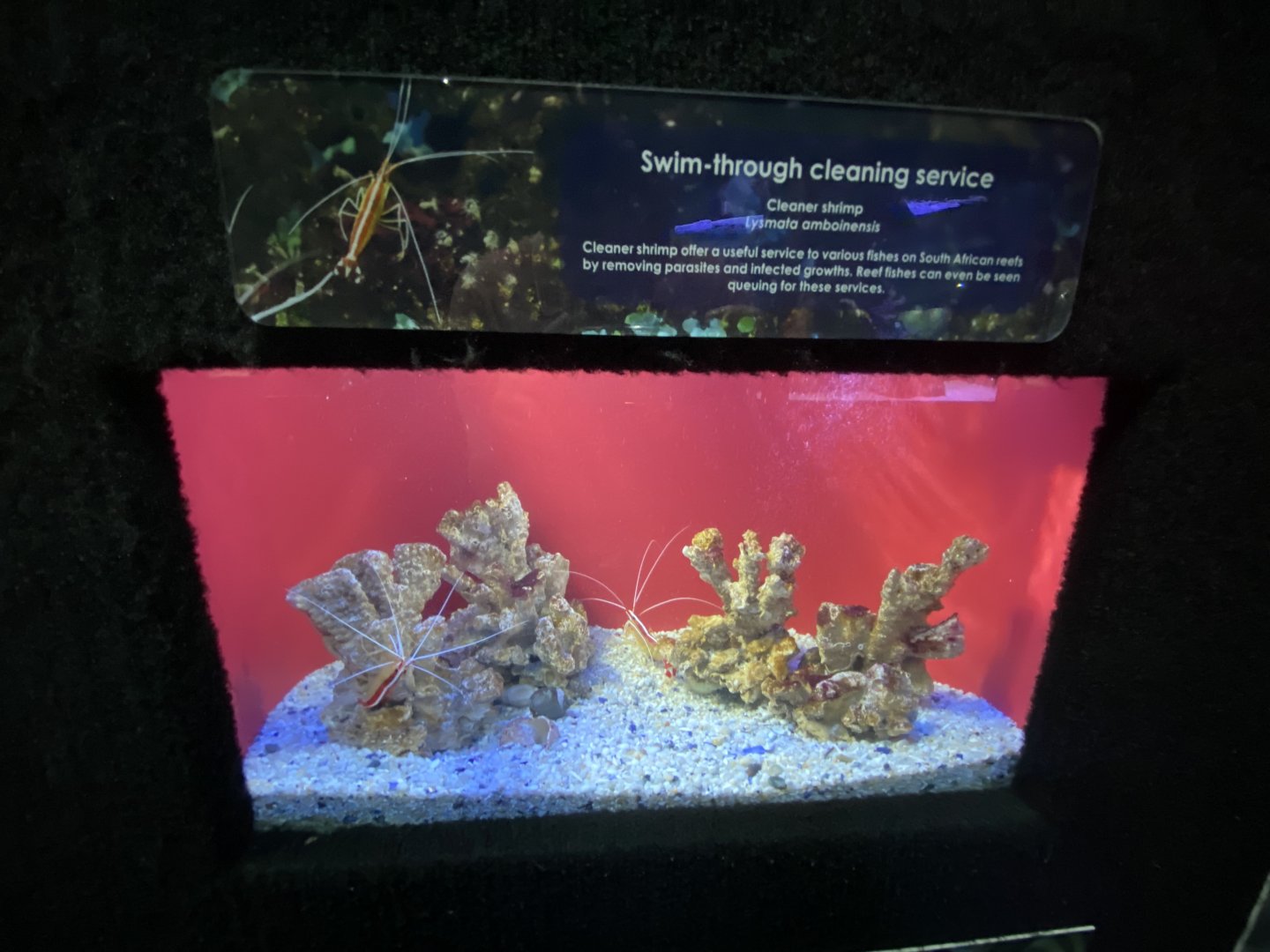 Cleaner shrimp aquarium