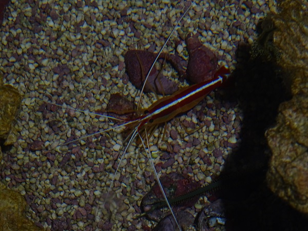 Cleaner shrimp (Lysmata amboinensis)