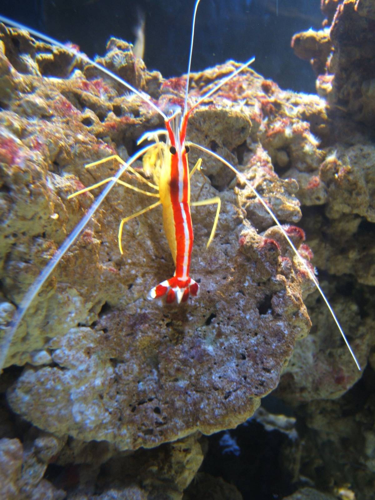 Cleaner Shrimp