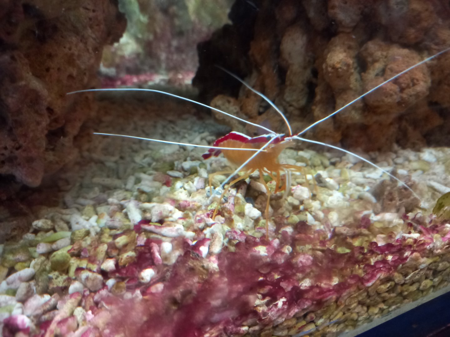 Cleaner Shrimp