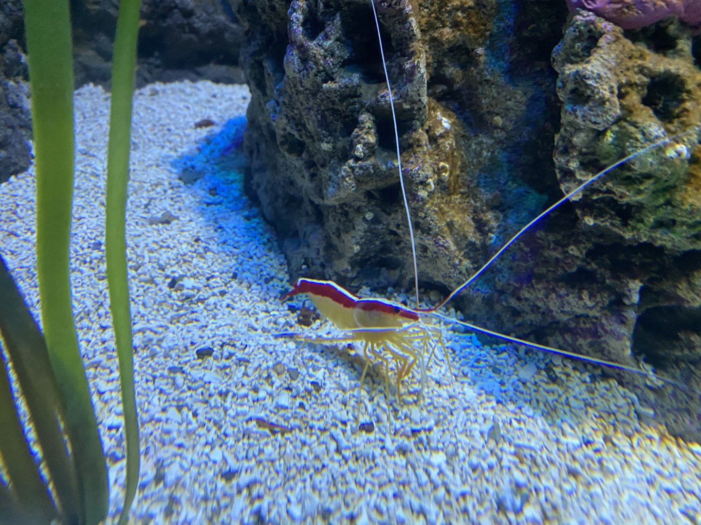 Cleaner shrimp