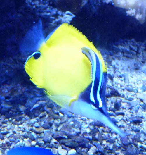 Cleaner wrasse cleaning a butterflyfish