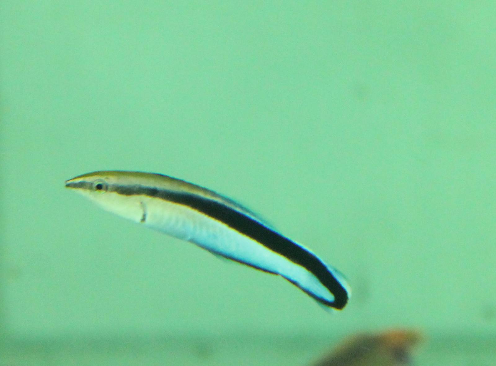 Cleaner wrasse - Laboides dimidiatus