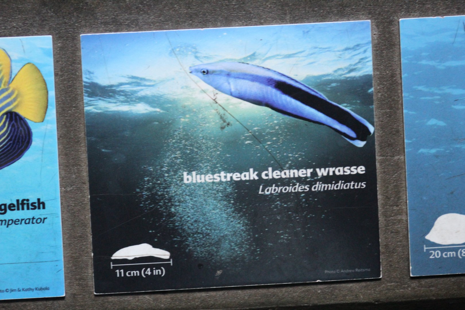 Cleaner Wrasse Signage