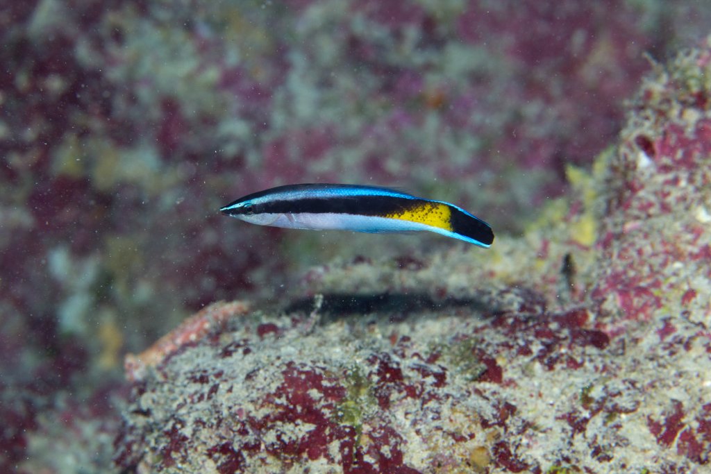 Cleaner Wrasse