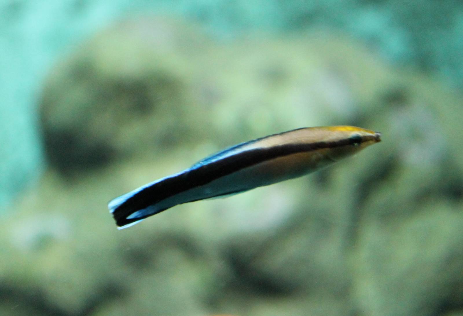 Cleaner wrasse