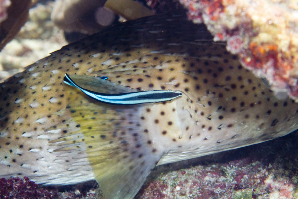 Cleaner Wrasses and Porcupinefish (Diodon hystrix)