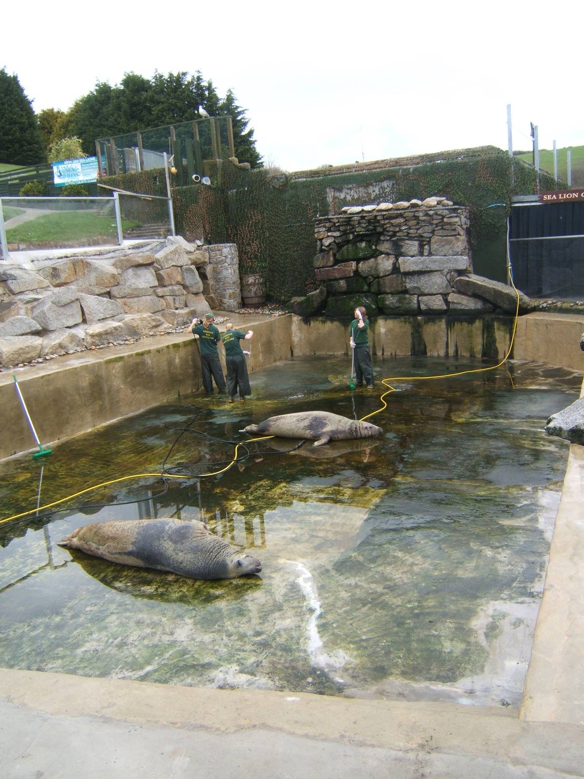 Cleaning 1 of the Grey Seal Pools