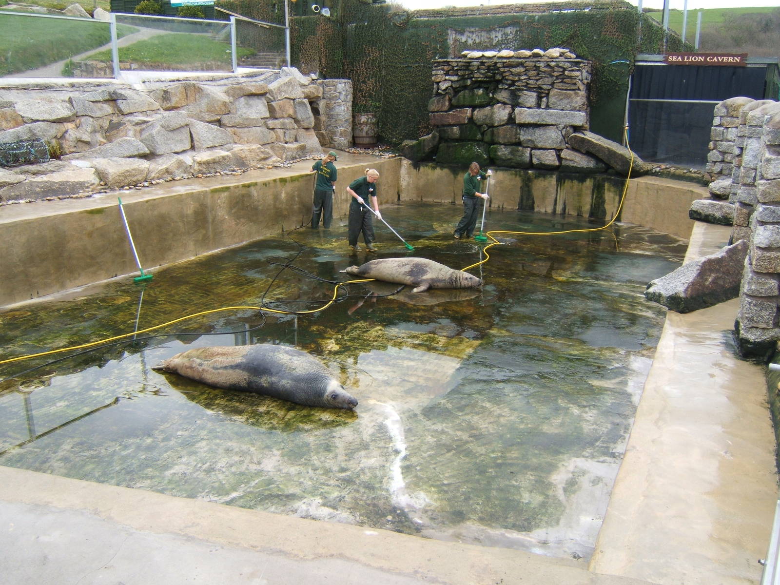 Cleaning 1 of the Grey Seal Pools