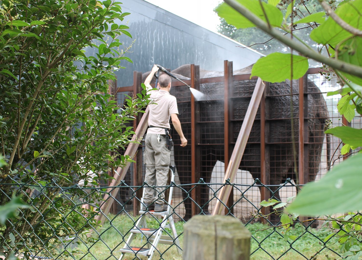 Cleaning African elephant