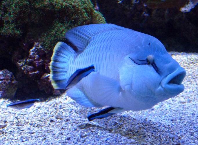 Cleaning Station (Sevilla aquarium)
