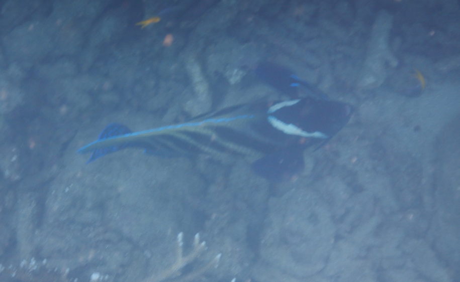 Cleaning Station - Sixbar Angelfish and Bluestreak Cleaner Wrasse