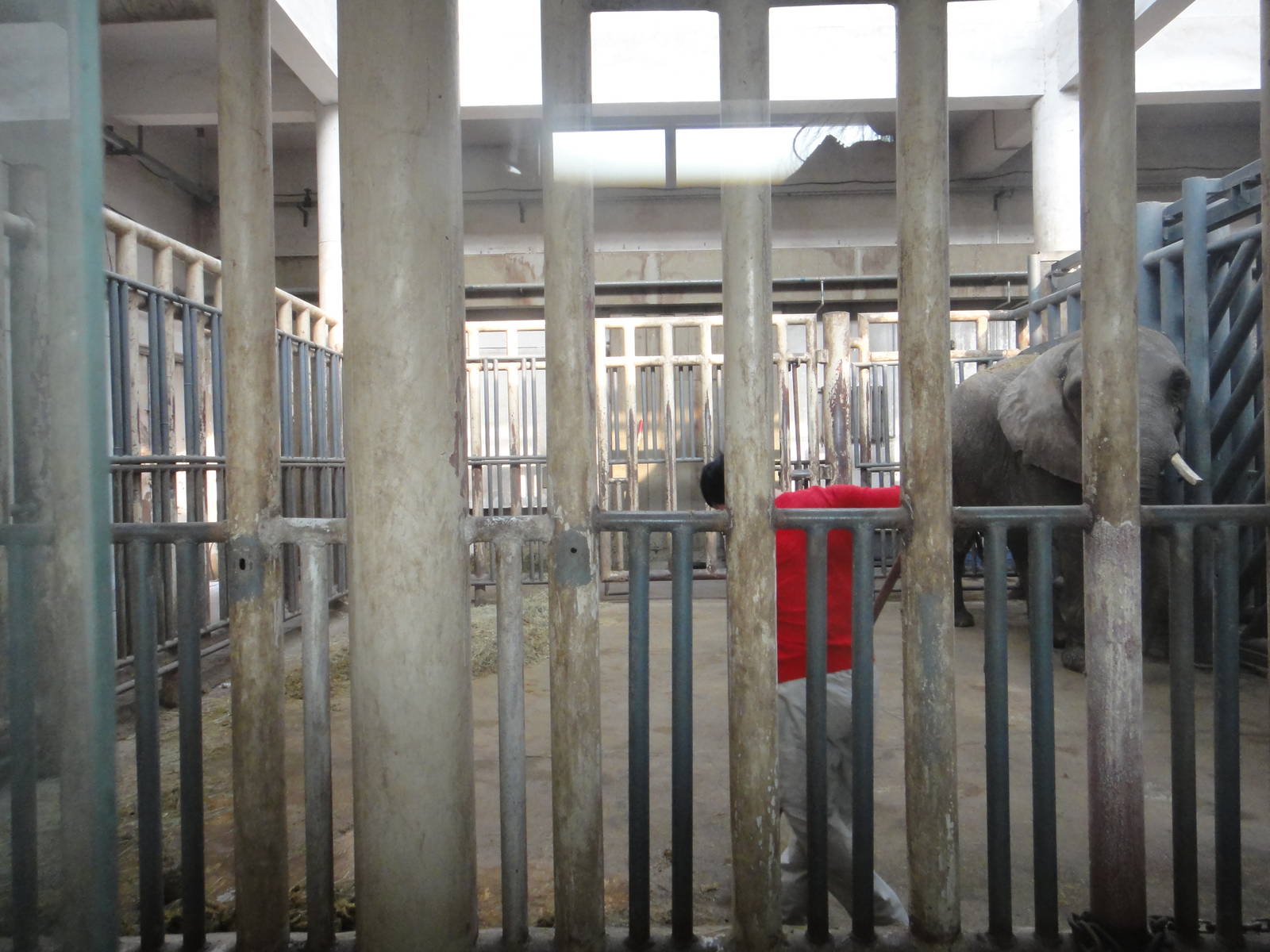 Cleaning the African elephant enclosure