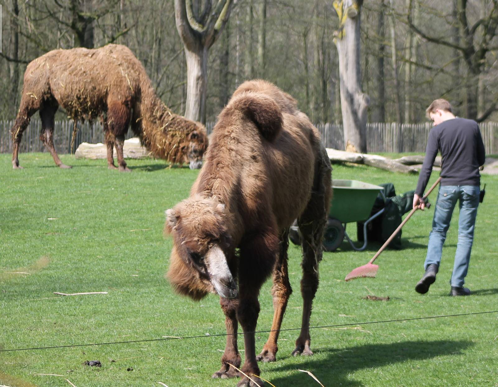 cleaning the camel-yard