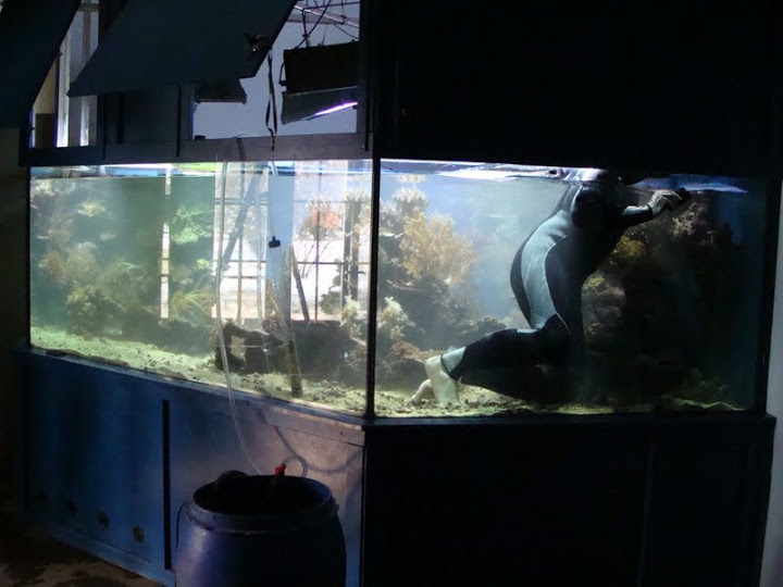 Cleaning the sea aquarium