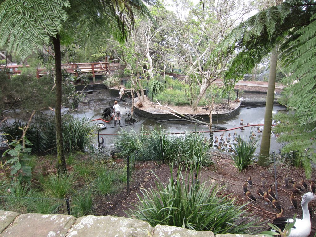 Cleaning the waterfowl pond.