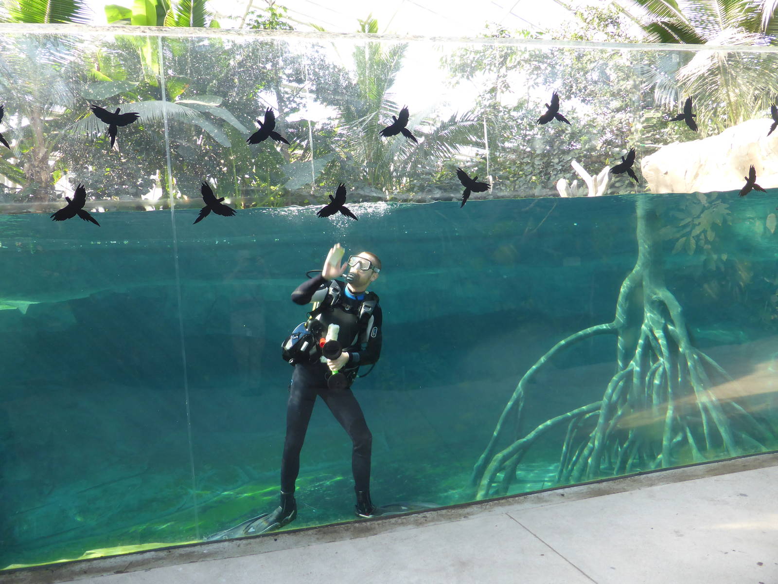 Cleaning window in Manatee pool in Tropical House