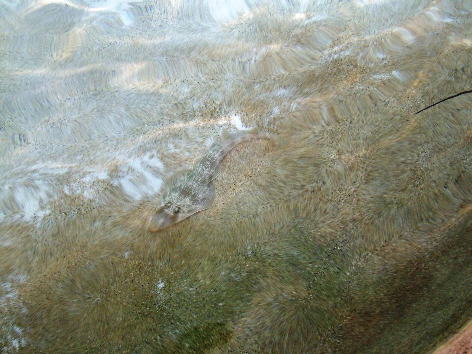 Clear-nosed Guitarfish at Jacksonville, 10/10/13