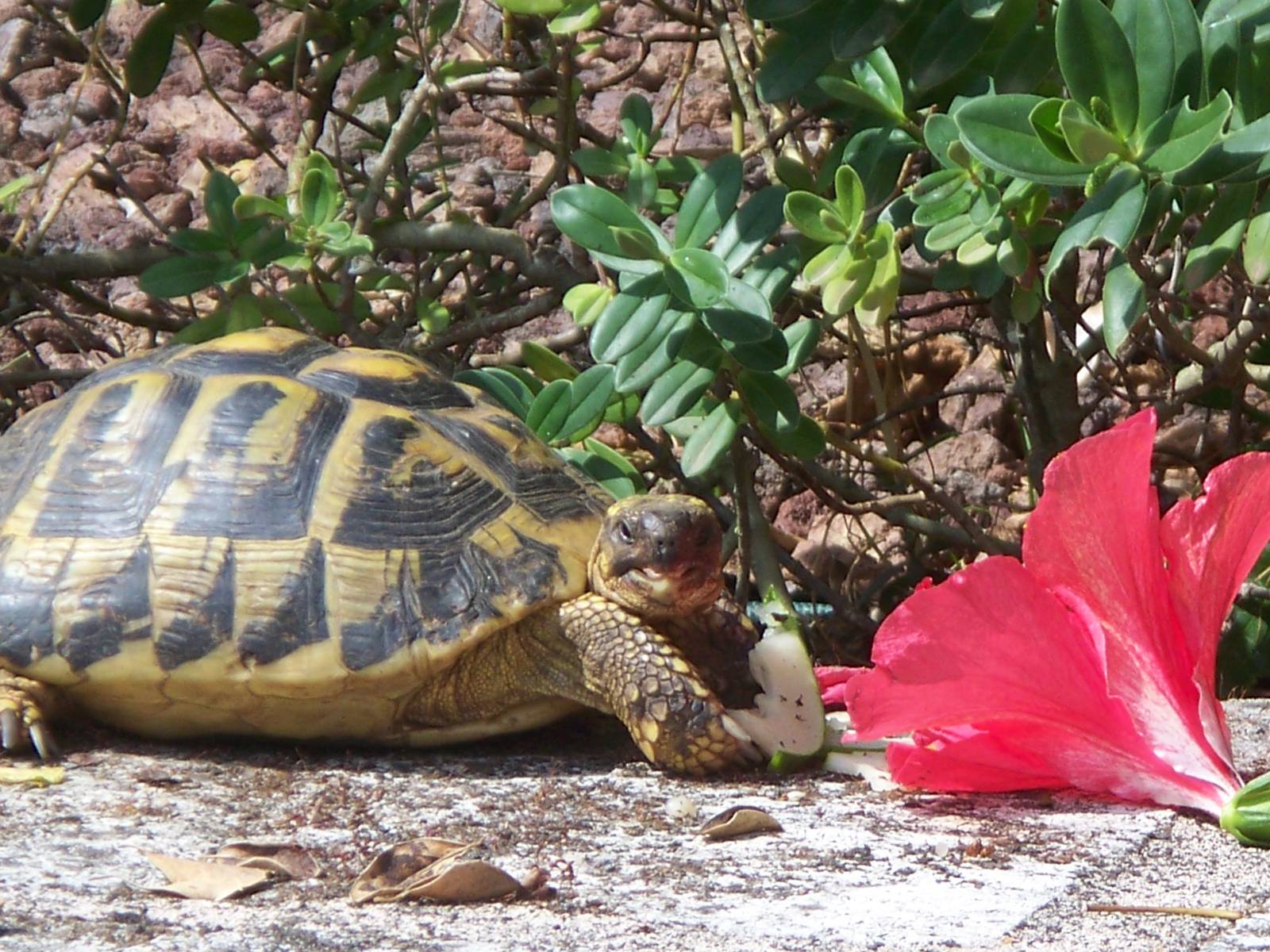clear off i'm eating.